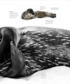 Фото The Science of the Ocean. The Secrets of the Seas Revealed 13