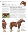 Фото The Horse Encyclopedia (new edition) 3