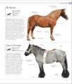Фото The Horse Encyclopedia (new edition) 4