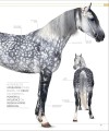 Фото The Horse Encyclopedia (new edition) 6
