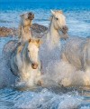 Фото The Horse Encyclopedia (new edition) 7