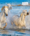 Фото The Horse Encyclopedia (new edition) 8