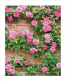 Фото Grow Roses. Essential Know-how and Expert Advice for Gardening Success 3
