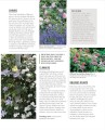 Фото Grow Roses. Essential Know-how and Expert Advice for Gardening Success 8