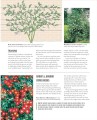 Фото Grow Roses. Essential Know-how and Expert Advice for Gardening Success 9