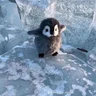 Максим