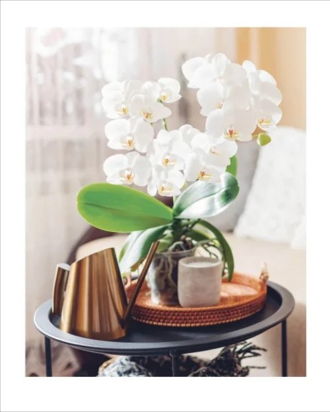Фото Grow Orchids. Essential Know-how and Expert Advice for Gardening Success