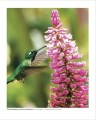 Фото Grow Orchids. Essential Know-how and Expert Advice for Gardening Success 4
