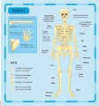 Фото The Pop-up, Pull out: Human Body 3