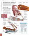 Фото The Human Body Book 4