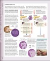 Фото The Human Body Book 6
