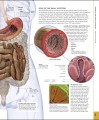 Фото The Human Body Book 11