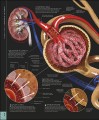 Фото The Human Body Book 12