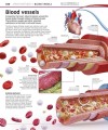 Фото Knowledge Encyclopedia Human Body! 4
