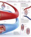 Фото Knowledge Encyclopedia Human Body! 5