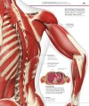Фото Knowledge Encyclopedia Human Body! 3