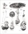 Фото Botany for the Artist 9