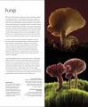 Фото Botany for the Artist 10
