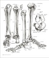 Фото Anatomy for the Artist 5