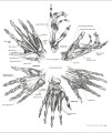 Фото Anatomy for the Artist 14
