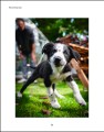 Фото What's My Dog Thinking? Understand Your Dog to Give Them a Happy Life 4