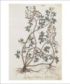 Фото The Science of Plants 9
