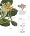 Фото The Science of Plants 18