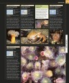 Фото Ocean. The Definitive Visual Guide 3