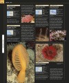 Фото Ocean. The Definitive Visual Guide 5
