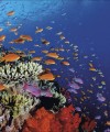 Фото Ocean. The Definitive Visual Guide 6