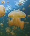 Фото Ocean. The Definitive Visual Guide 11