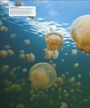 Фото Ocean. The Definitive Visual Guide 12