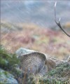 Фото Wildlife of Britain and Ireland 7