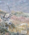 Фото Wildlife of Britain and Ireland 8