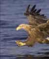 Фото Wildlife of Britain and Ireland 9