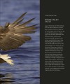 Фото Wildlife of Britain and Ireland 10