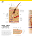 Фото The Definitive Visual Guide: Complete Human Body 5