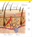 Фото The Definitive Visual Guide: Complete Human Body 6