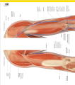 Фото The Definitive Visual Guide: Complete Human Body 7
