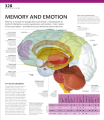 Фото The Definitive Visual Guide: Complete Human Body 9