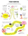 Фото How Your Body Works. Lift-the-Flap 6