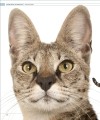 Фото The Cat Encyclopedia 6