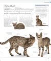 Фото The Cat Encyclopedia 7