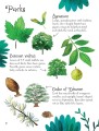 Фото Trees to Spot. Usborne Minis 7