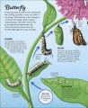 Фото Life Cycles. Everything from Start to Finish 4