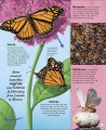 Фото Life Cycles. Everything from Start to Finish 5