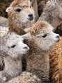 Фото Animal Antics 2
