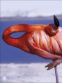 Фото Animal Antics 4