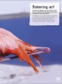 Фото Animal Antics 5