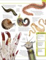 Фото Animal Knowledge Genius 5